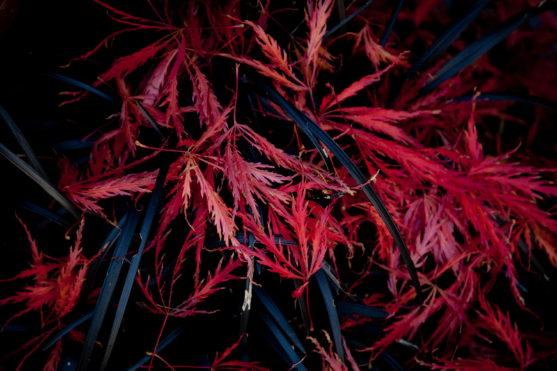 Black Grasses are stunning with the bright red leaves from a Japanese maple dropping on them in the Fall.