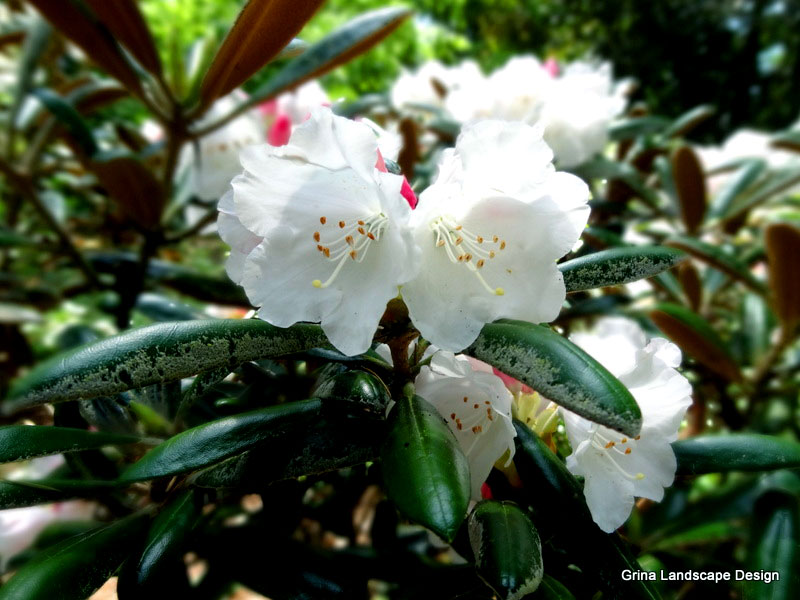 Bright white blooms on a dark green Rhododendron provide a stunning contrast.